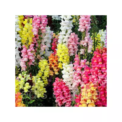 Ротики гігантські (Левовий зев) 0,2 г насіння Яскрава