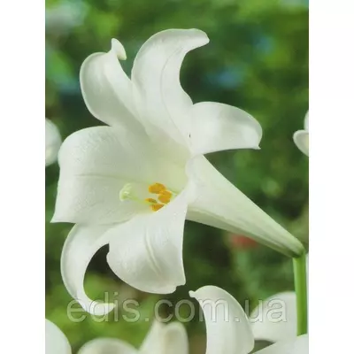 Лілія LO гібрид White Heaven (Уайт Хевен) 1 цибулина 12/14