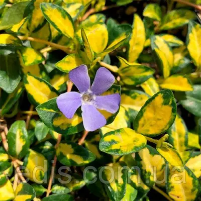 Барвінок малий Illumination (Ілюмінація) в контейнері