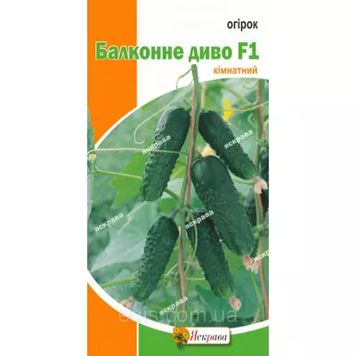 Огірок Балконне диво кімнатний 5 шт, насіння Яскрава