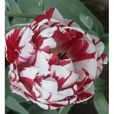 Тюльпан махровий пізній Carnaval de Nice (Карнавал де Ніц), 3 цибулини