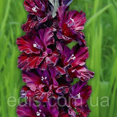Гладіолус гофрований Elegant deco (TAMBOV) (Елегент Деко) 3 цибулинки