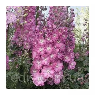 Дельфініум Magic Fountains Rood, кореневище