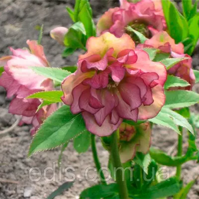 Морозник махровий Ellen Picotee ( Helleborus Ellen Picotee )