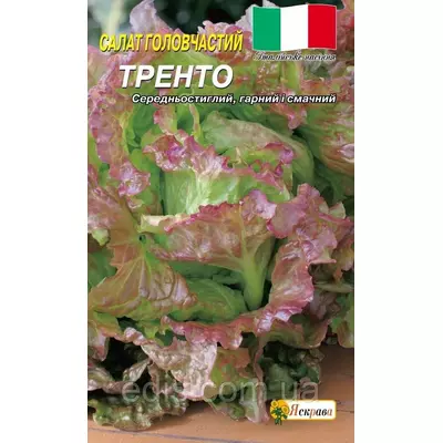Салат голівчатий Тренто червоний 1г (Італія), насіння Яскрава