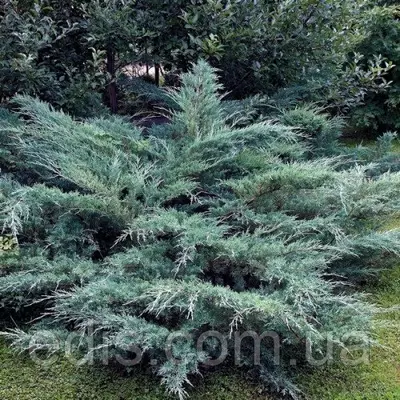 Ялівець Hetz (Хетц) у контейнері 2 л