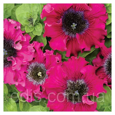 Петунія бахромчата гігантська Темно-пурпурова F1, 10 насінин-драже, серія PREMIUM ТМ Яскрава