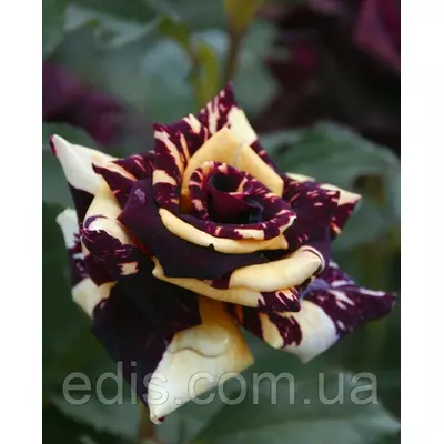 Троянда в'юнка Абракадабра (Abracadabra)