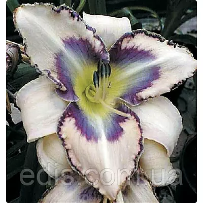 Лілейник Destined to See