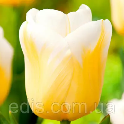 Тюльпан Тріумф Calgary Flame (Калгарі Флейм) Низькорослий! 3 цибулинки