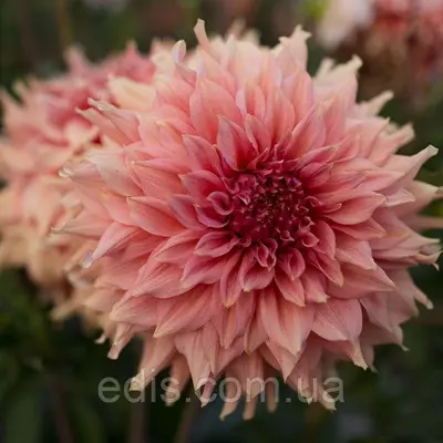 Георгіна гігантська Fairway Spur (Фервей Спур)