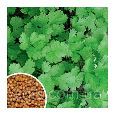 Коріандр (Кінза) 2 г, насіння Яскрава