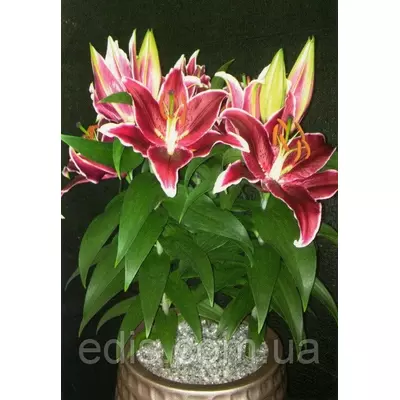 Лілія низькоросла Magny Course (Магні Кос) 1 цибулина 12/14