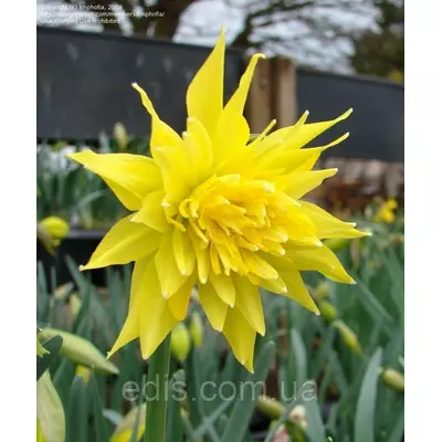 Нарцис махровий Rip van Winkle (Ріп ван Вінкль) 2 шт./уп.