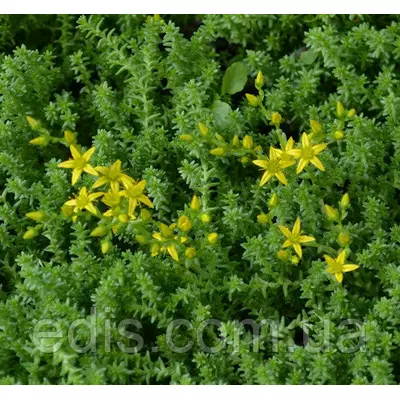 Очиток (седум) їдкий