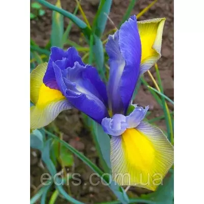 Ірис голандський (Ксифіум) Carmen (Кармен) 3 цибулин