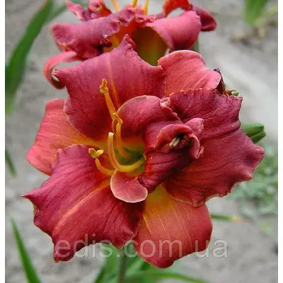 Лілейник Little show stopper (Літл шоу стопер)