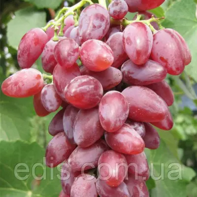 Виноград Клеопатра