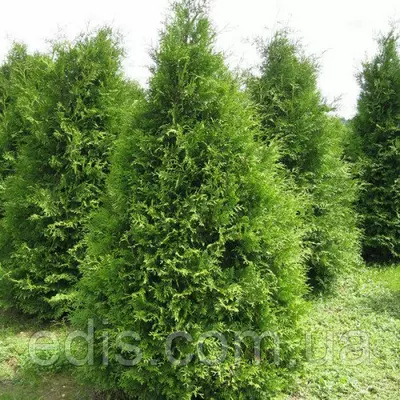 Туя Brabant (Брабант) у контейнері