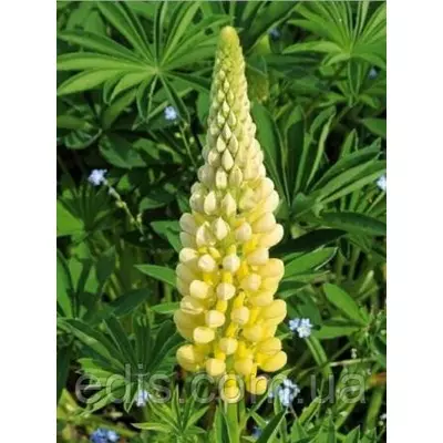 Люпин Chandelier (Шанделиер) кореневище