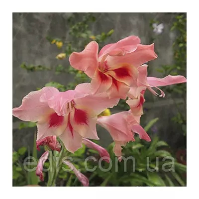 Гладіолус nanus Charming Lady (мініатюрний) 3 шт./уп.