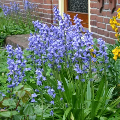 Гіацинтоідес Синій (проліска іспанська) 5 цибулин