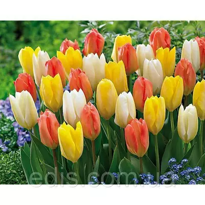 Арт-набір Династія (ранні тюльпани, 9 цибулин)