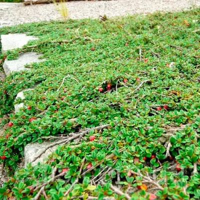 Кизильник лежачий Streib's Findling у контейнері 0.5 л.