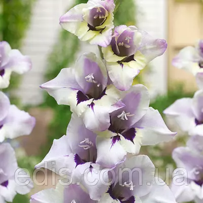 Гладіолус nanus Lila (мініатюрний) 3 шт./уп.