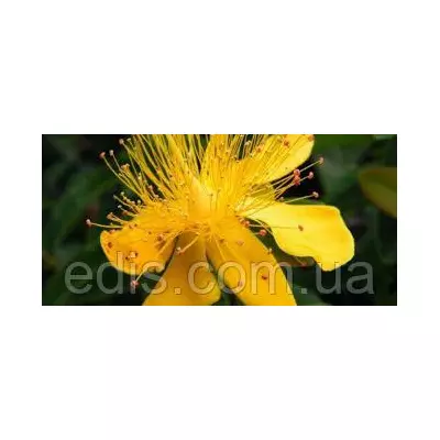 Звіробій, насіння 0,2 г, насіння Яскрава