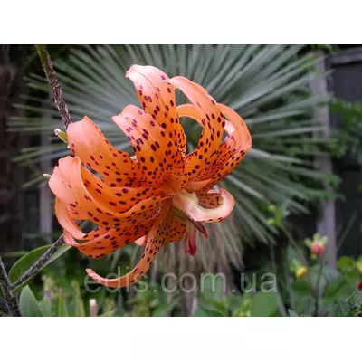 Лілія звисаюча махрова Flore Pleno (Флорі Плено) 1 цибулина 12/14