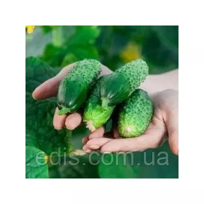 Огірок Теща F1 (букетний, самозапильний) F1 0,3 г, насіння Яскрава