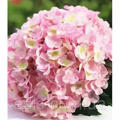 Гортензія Silky Pink (Сілкі Пінк) великолисткова, в контейнері