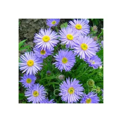 Айстра Тонгольська Wartburgstern (Вартбургштерн)