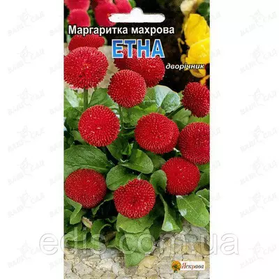 Маргаритка махрова Етна 0,1 г, насіння Яскрава