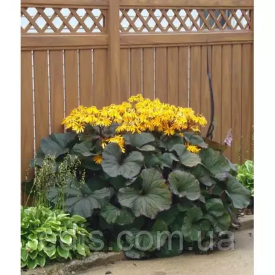 Язичник зубчастий Отелло (Ligularia dentata Othello)