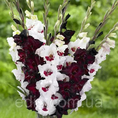 Набір гладіолусів Фіорентина 7 цибулин/уп.