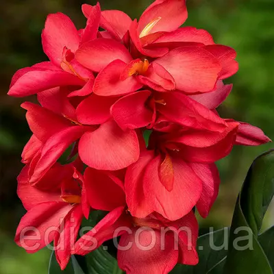 Канна низькоросла Happy Isabel