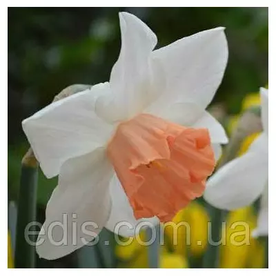 Нарцис Корончатий Rosy Sinrise (Розі Санрайз) 10/12 1 цибулина