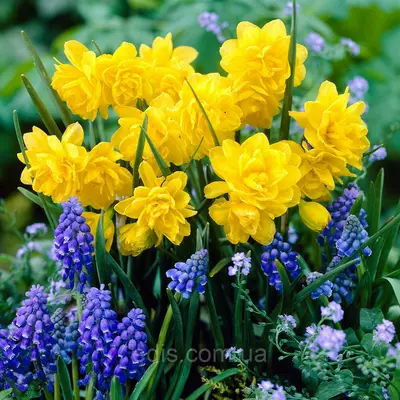 Нарцис Мініатюрний Tete Boucle (Тет Букле) 2 шт./уп.