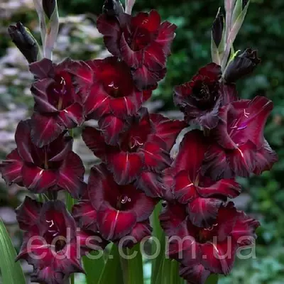 Гладіолус Black Star 3 шт./уп., великоквітковий