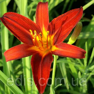 Лілейник Sammy Russell кореневище