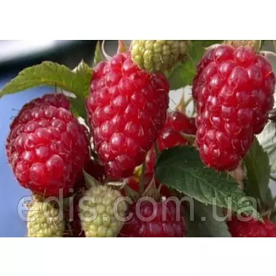 Малина ремонтантна Зюгана