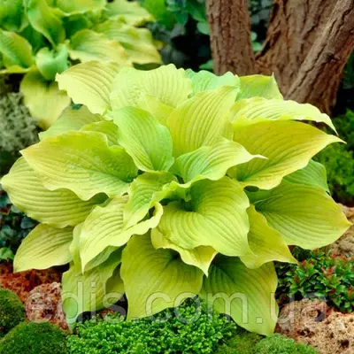 Хоста Piedmont Gold (Пьедмонт Голд) контейнер 0,5 л.