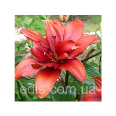 Лілія азіатська махрова Coctail Twins (Коктейль Твінс) 1 цибулина 12/14