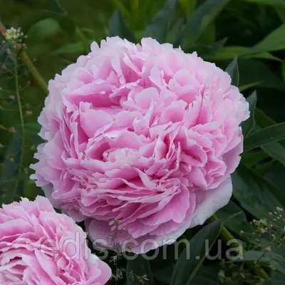 Півонія Sarah Bernhardt кореневище