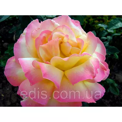 Троянда Глорія Дей (Gloria Dei) чайно-гібридна