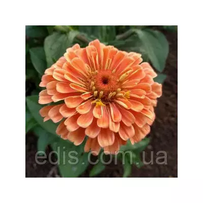 Цинія махрова Ельдорадо 0,5 г, насіння Яскрава