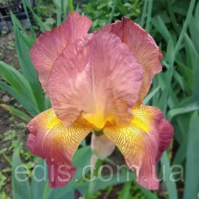 Ірис високий бородатий Arab Chief (Араб Чіф)