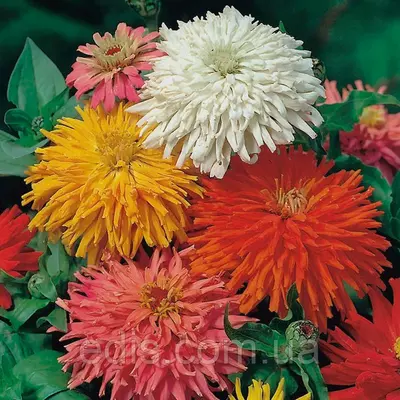 Цинія кактусова суміш 0,5 г, насіння Яскрава